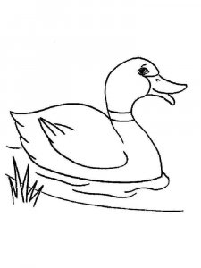 Duck coloring page - picture 13