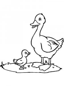 Duck coloring page - picture 15