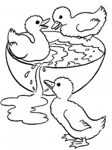 Duck coloring page - picture 2