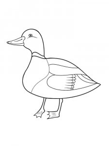 Duck coloring page - picture 23