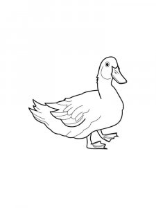 Duck coloring page - picture 24