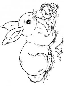 hares coloring page - picture 16