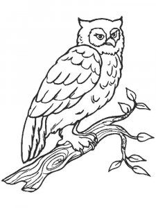 Owl coloring page - picture 14