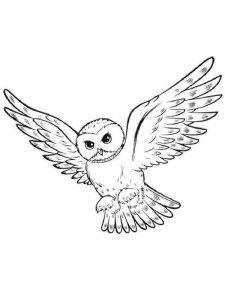 Owl coloring page - picture 15