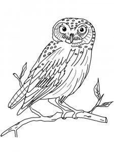 Owl coloring page - picture 16