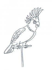 parrot coloring page - picture 32