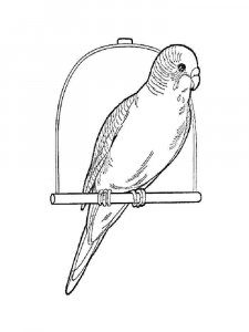 parrot coloring page - picture 34