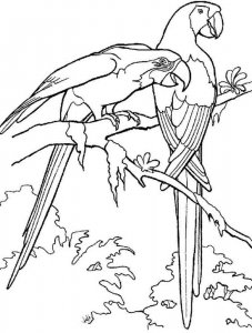 parrot coloring page - picture 35