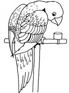 parrot coloring page - picture 37