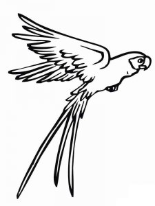 parrot coloring page - picture 27