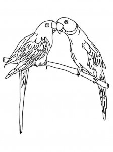 parrot coloring page - picture 29