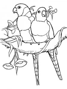 parrot coloring page - picture 31