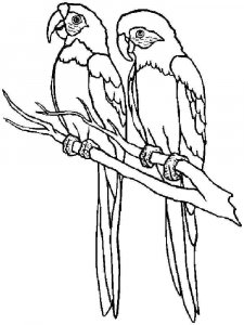 parrot coloring page - picture 1