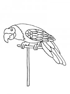 parrot coloring page - picture 10