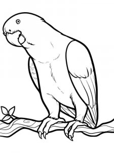 parrot coloring page - picture 17