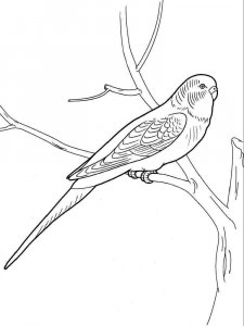 parrot coloring page - picture 5