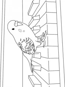 parrot coloring page - picture 7