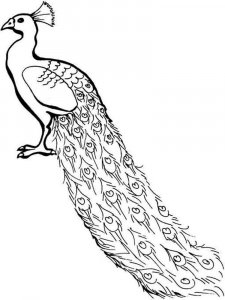 Peacock coloring page - picture 1