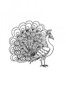 Peacock coloring page - picture 10
