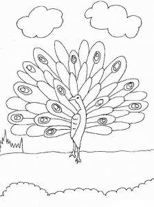 Peacock coloring page - picture 11