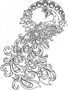 Peacock coloring page - picture 12