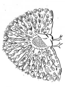 Peacock coloring page - picture 13
