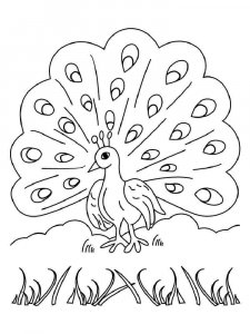 Peacock coloring page - picture 14