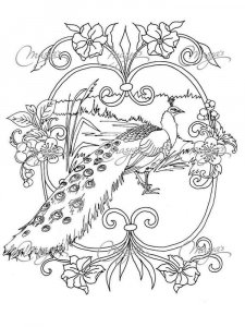Peacock coloring page - picture 2