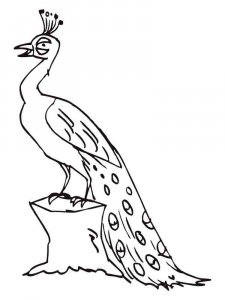 Peacock coloring page - picture 4