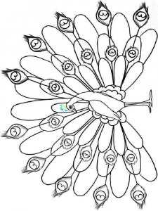 Peacock coloring page - picture 5