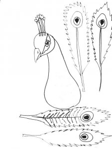 Peacock coloring page - picture 7
