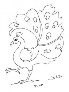 Peacock coloring page - picture 8