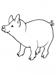 Pig coloring page - picture 11