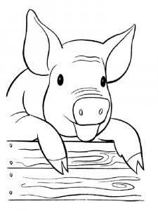 Pig coloring page - picture 14