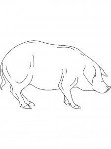 Pig coloring page - picture 15