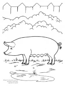 Pig coloring page - picture 17