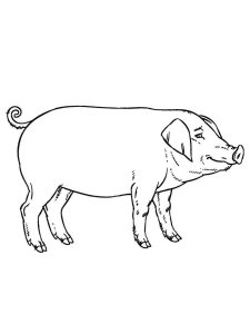 Pig coloring page - picture 2