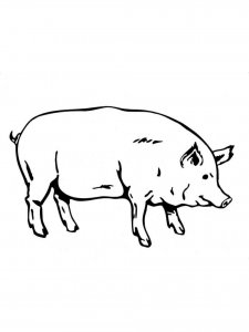 Pig coloring page - picture 25