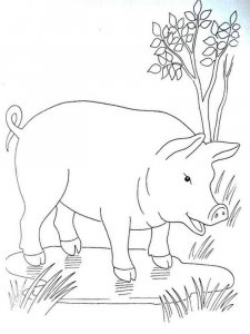 Pig coloring page - picture 30
