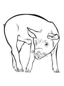 Pig coloring page - picture 53