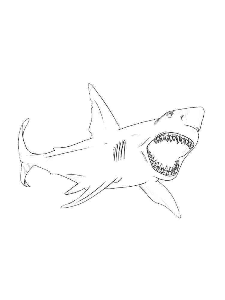 Sharks Coloring Pages Download Print Animals 4 Fish