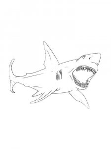 Shark coloring page - picture 30