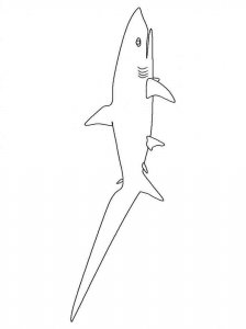 Shark coloring page - picture 33