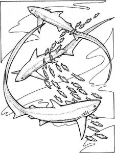 Shark coloring page - picture 34