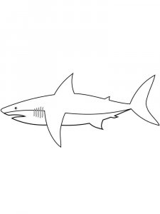 Shark coloring page - picture 10