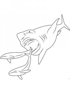 Shark coloring page - picture 13