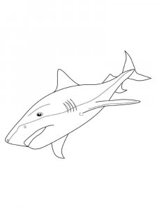 Shark coloring page - picture 5