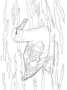 Albatross coloring page - picture 10