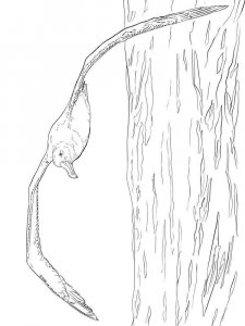Albatross coloring page - picture 11