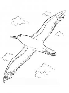 Albatross coloring page - picture 13